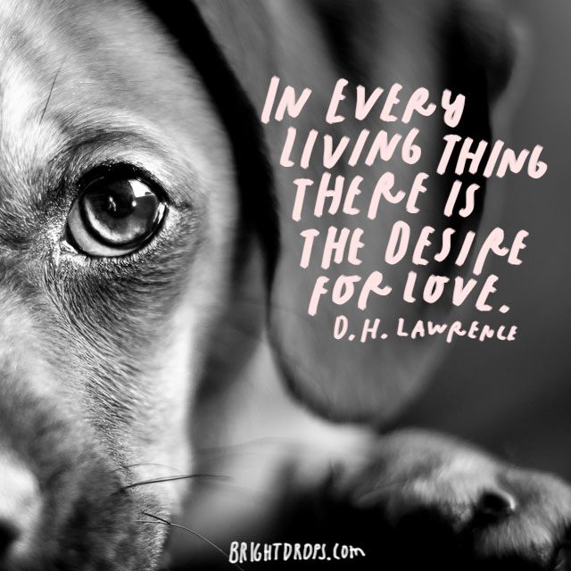 “In every living thing there is the desire for love.” – D.H. Lawrence