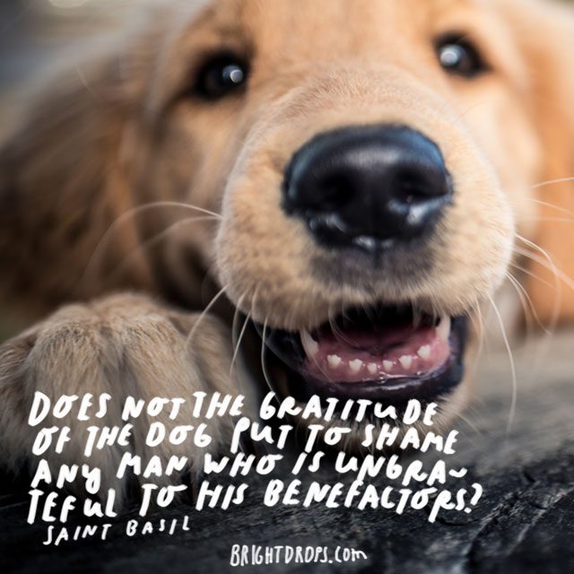“Does not the gratitude of the dog put to shame any man who is ungrateful to his benefactors?” - Saint Basil