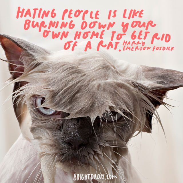 “Hating people is like burning down your own home to get rid of a rat.” - Harry Emerson Fosdick