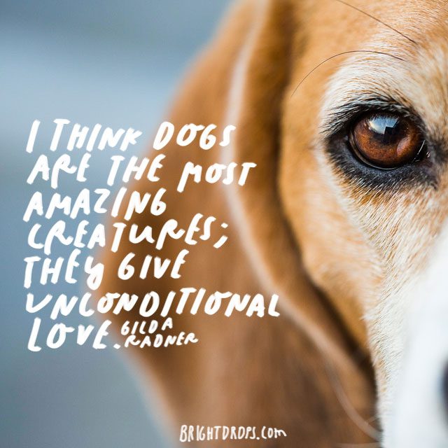 35 Quotes On Why Dogs are the Greatest Creatures on Earth - Bright Drops