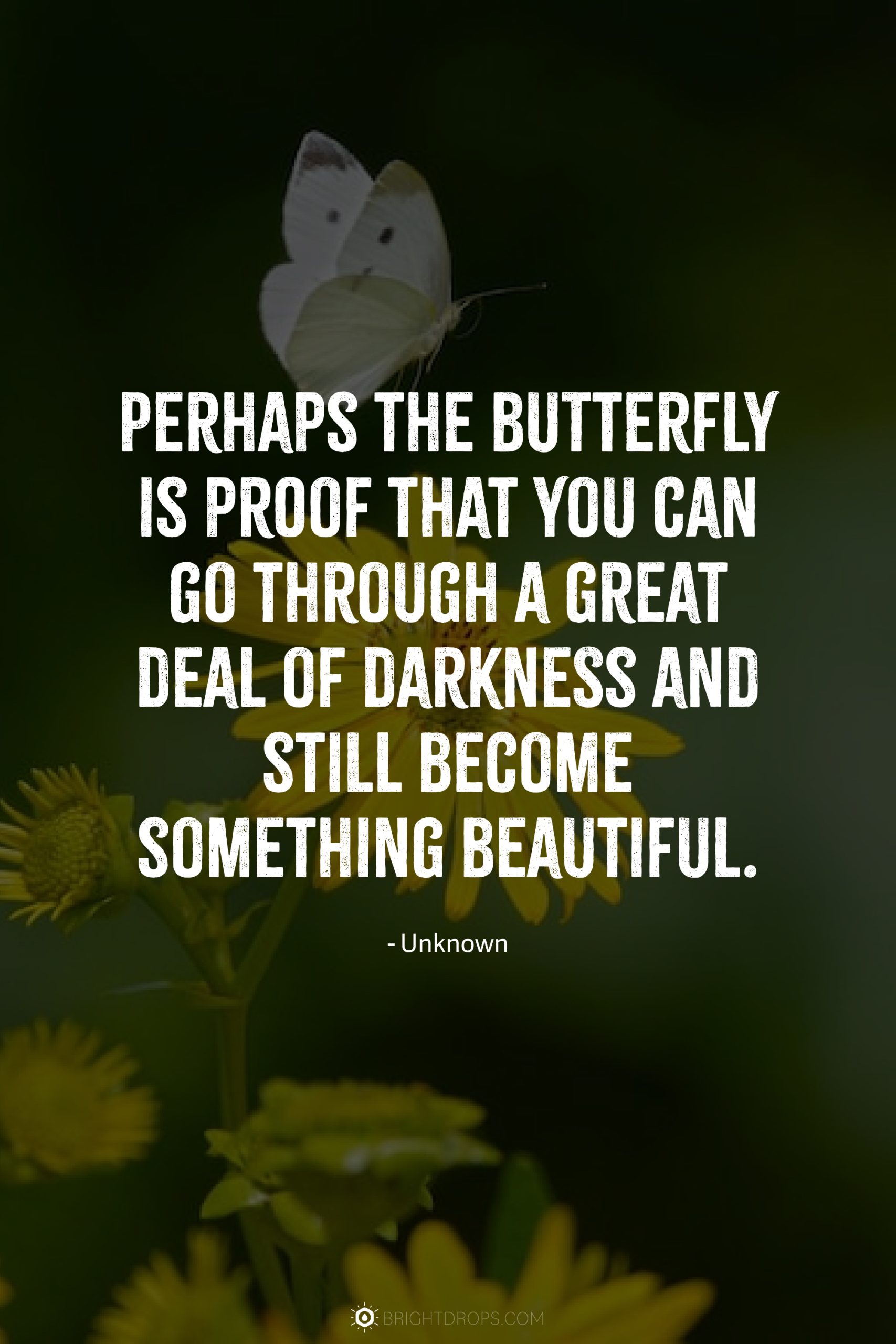 Perhaps the butterfly is proof that you can go through a great deal of darkness and still become something beautiful.