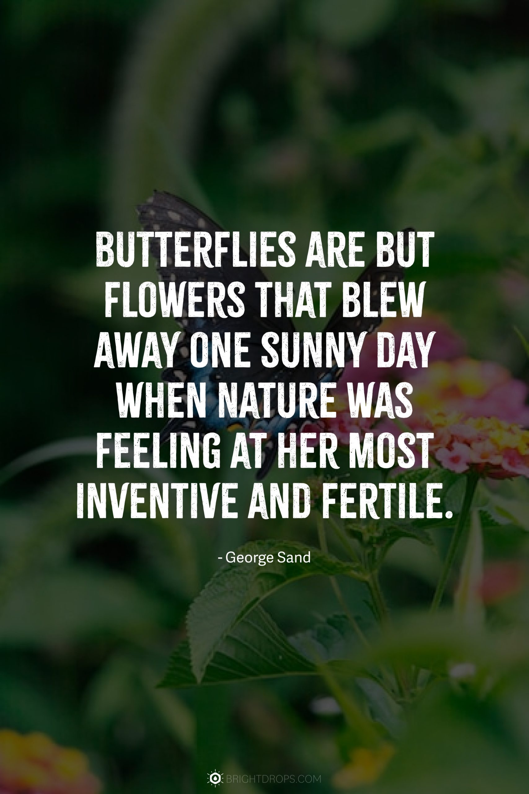 Butterflies are but flowers that blew away one sunny day when Nature was feeling at her most inventive and fertile.