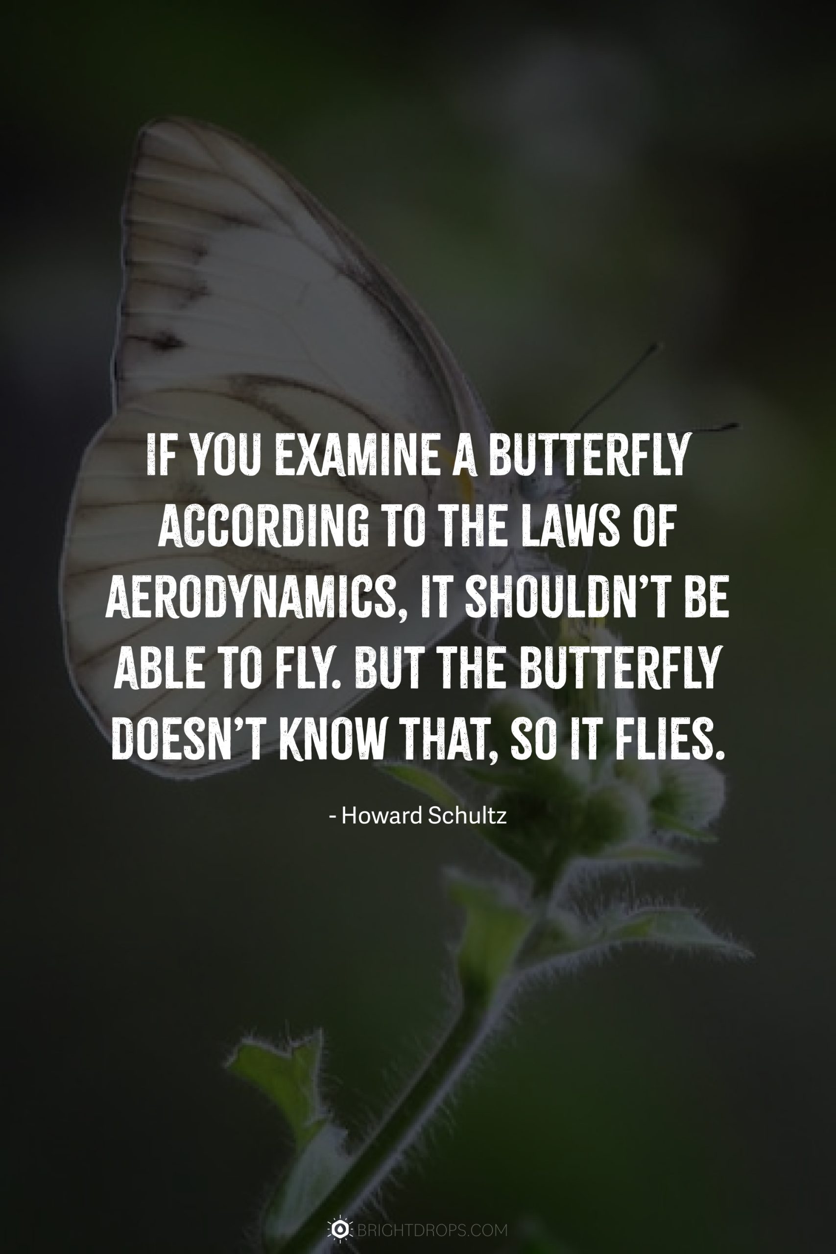 If you examine a butterfly according to the laws of aerodynamics, it shouldn’t be able to fly. But the butterfly doesn’t know that, so it flies.