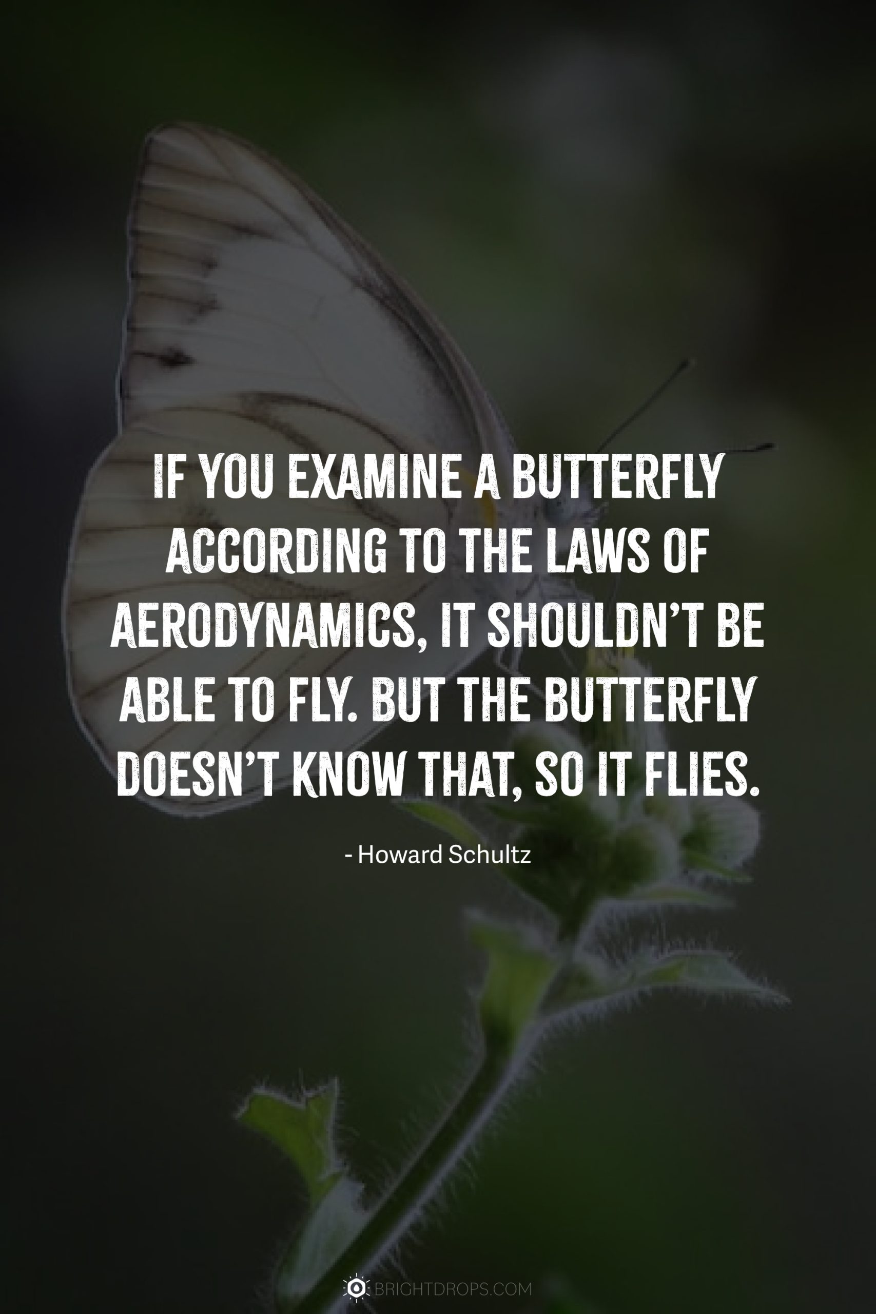 Zhuangzi quote: Once I dreamed I was a butterfly, and now I