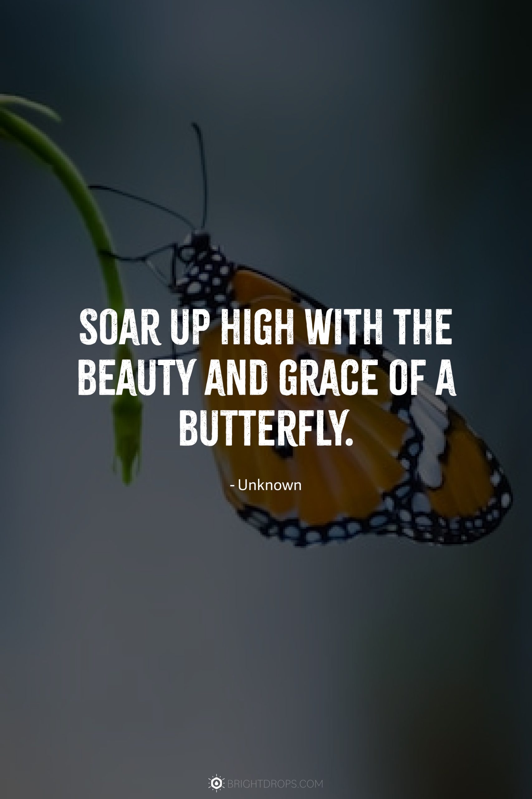 Soar up high with the beauty and grace of a butterfly.