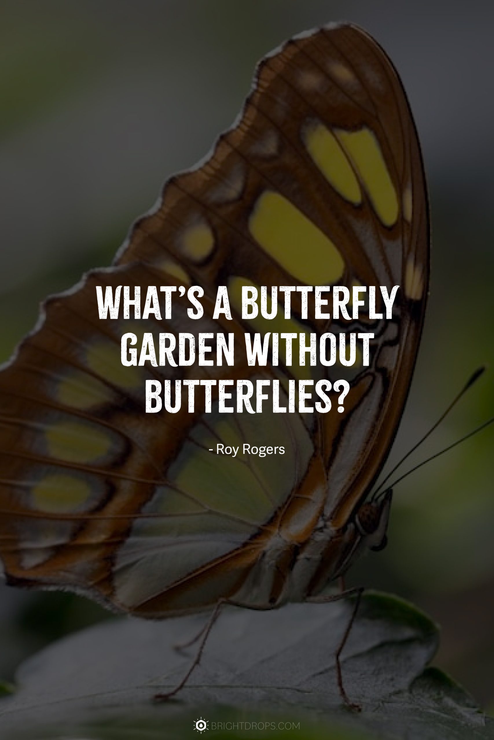 What’s a butterfly garden without butterflies?