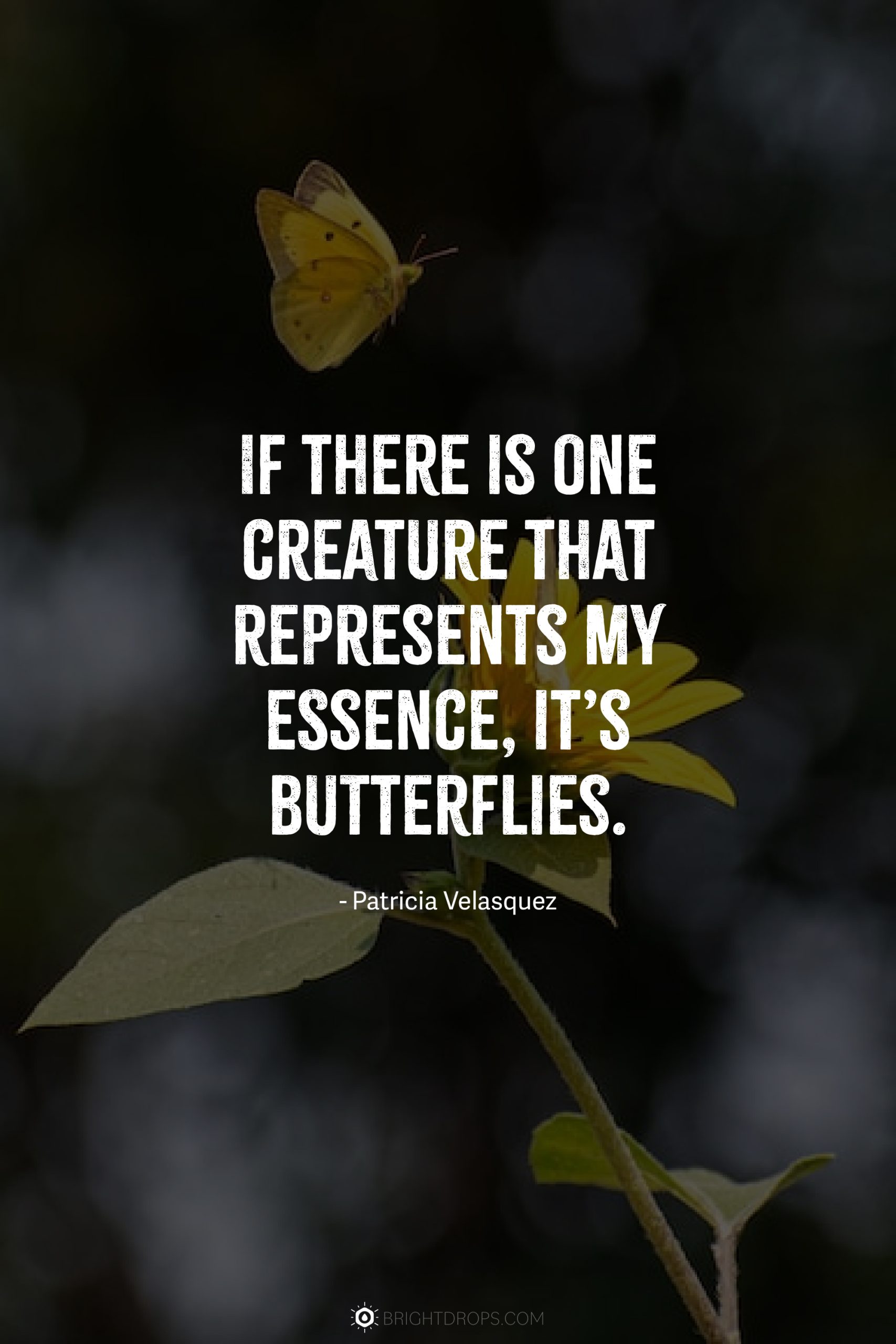 M Butterfly Quotes At Rickey Park Blog