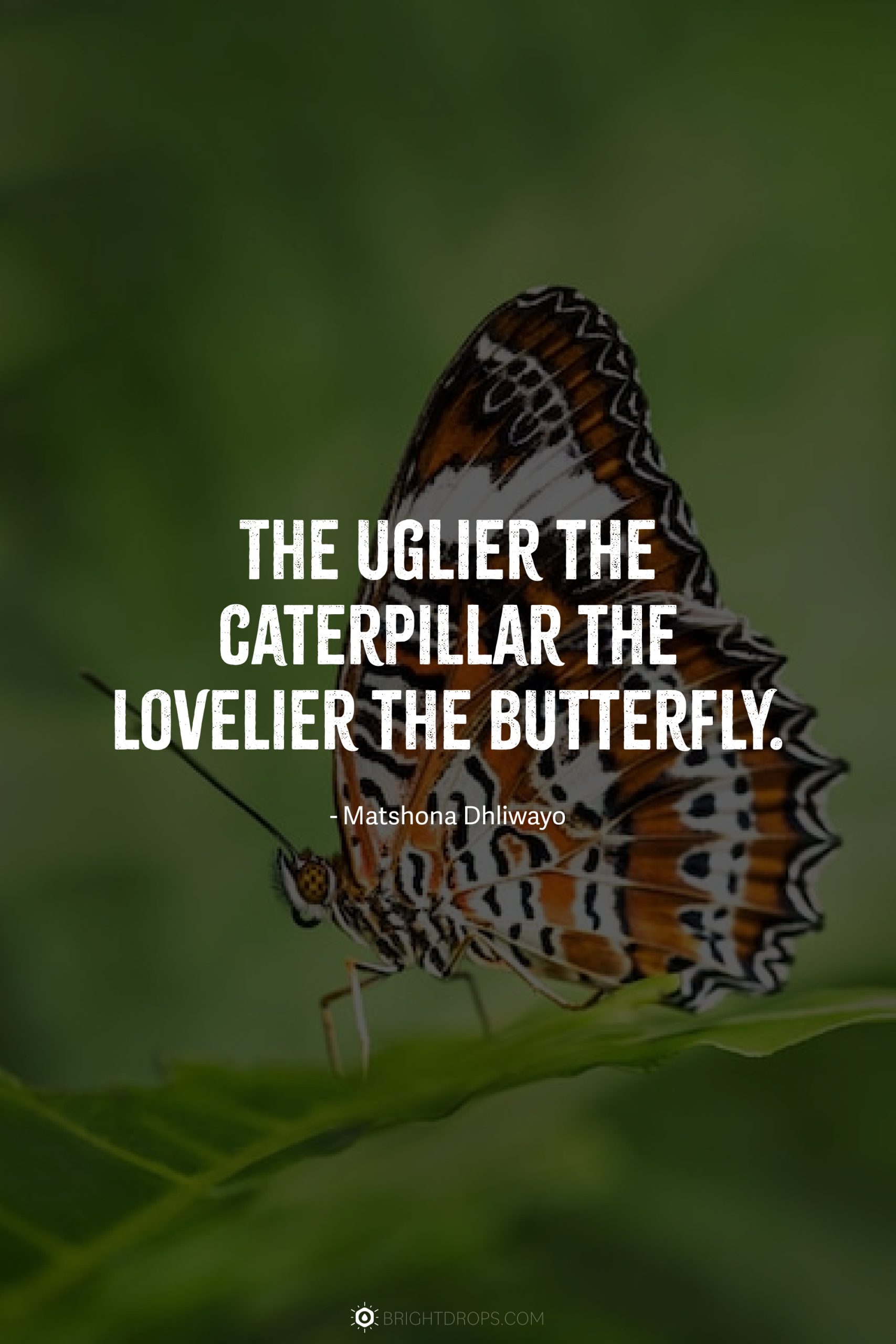 The uglier the caterpillar the lovelier the butterfly.