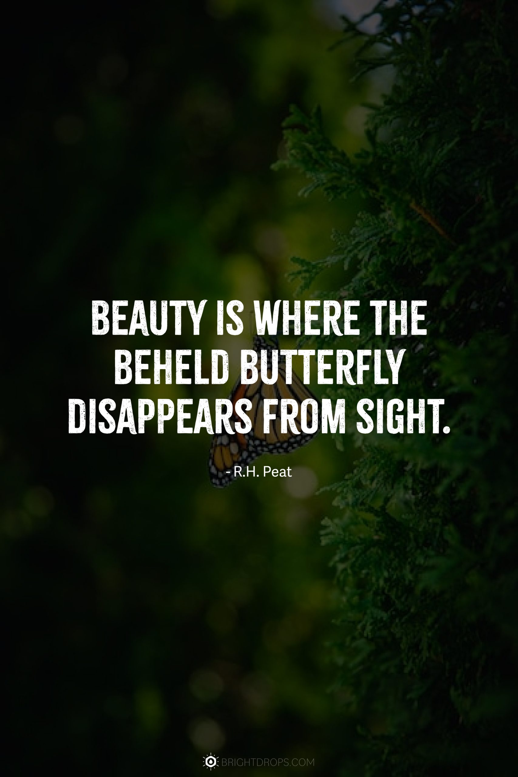 Beauty is where the beheld butterfly disappears from sight.