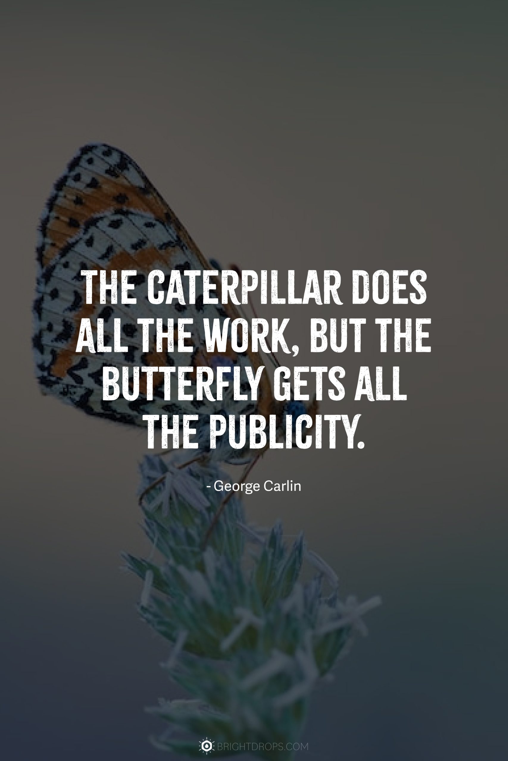 The caterpillar does all the work, but the butterfly gets all the publicity.