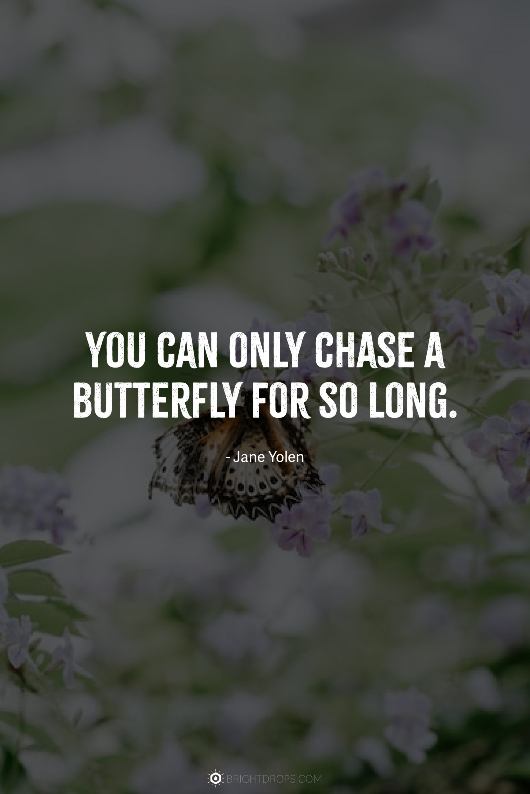 You can only chase a butterfly for so long.