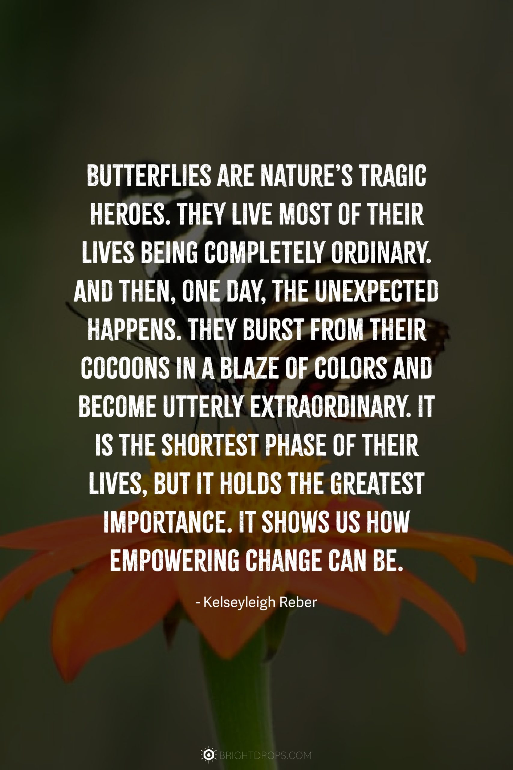 Butterflies are nature’s tragic heroes. They live most of their lives being completely ordinary. And then, one day, the unexpected happens. They burst from their cocoons in a blaze of colors and become utterly extraordinary. It is the shortest phase of their lives, but it holds the greatest importance. It shows us how empowering change can be.