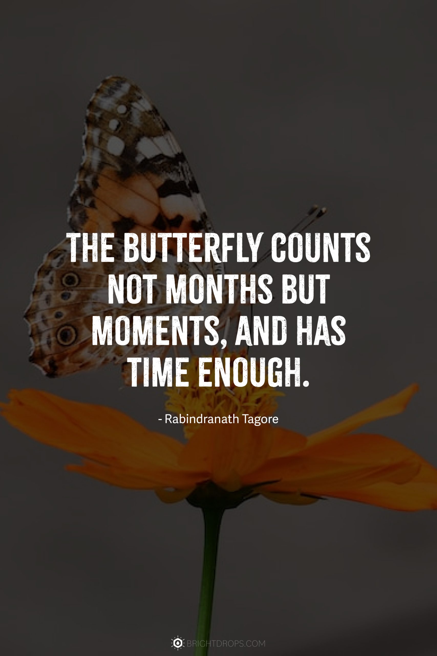 The butterfly counts not months but moments, and has time enough.