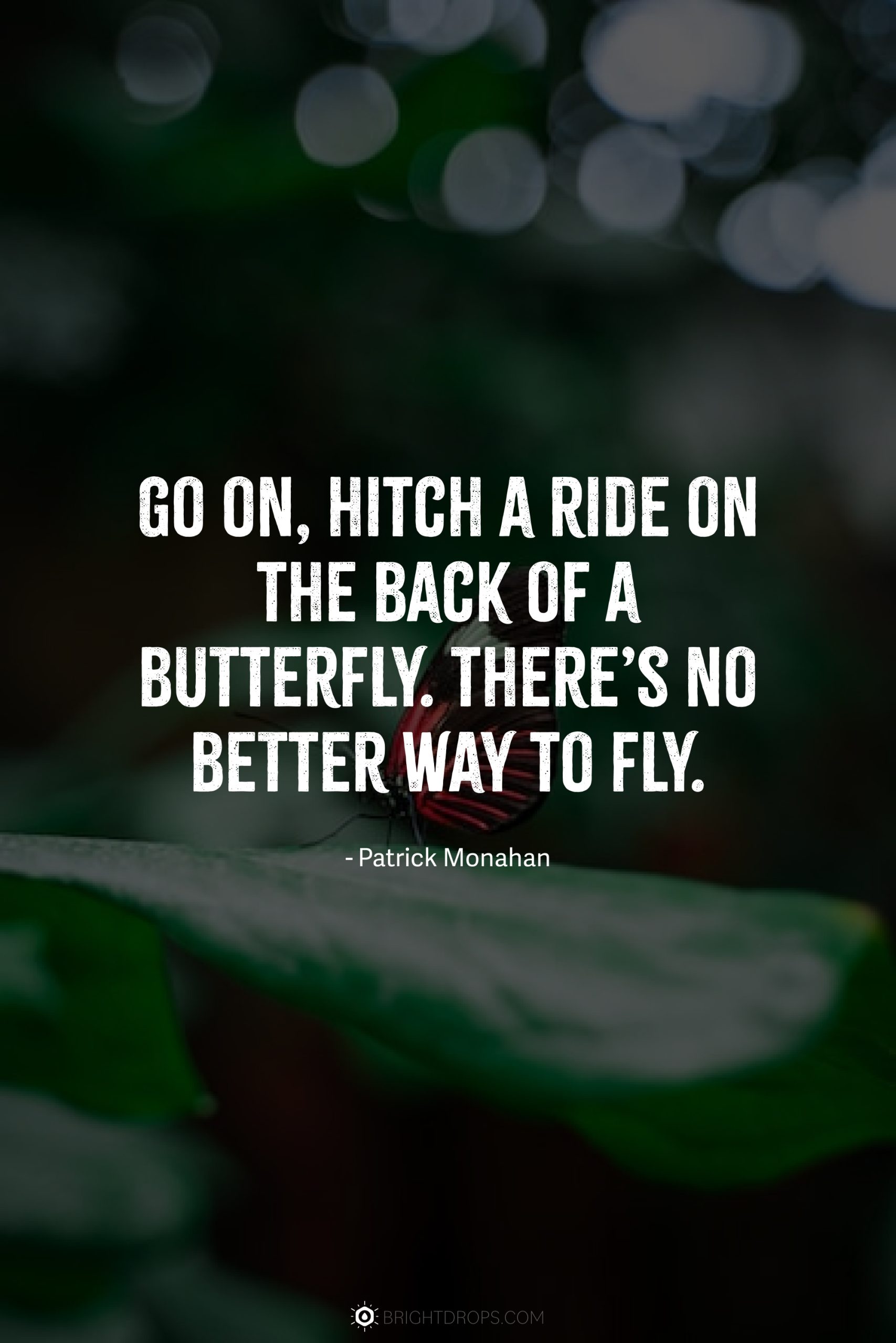 Go on, hitch a ride on the back of a butterfly. There’s no better way to fly.