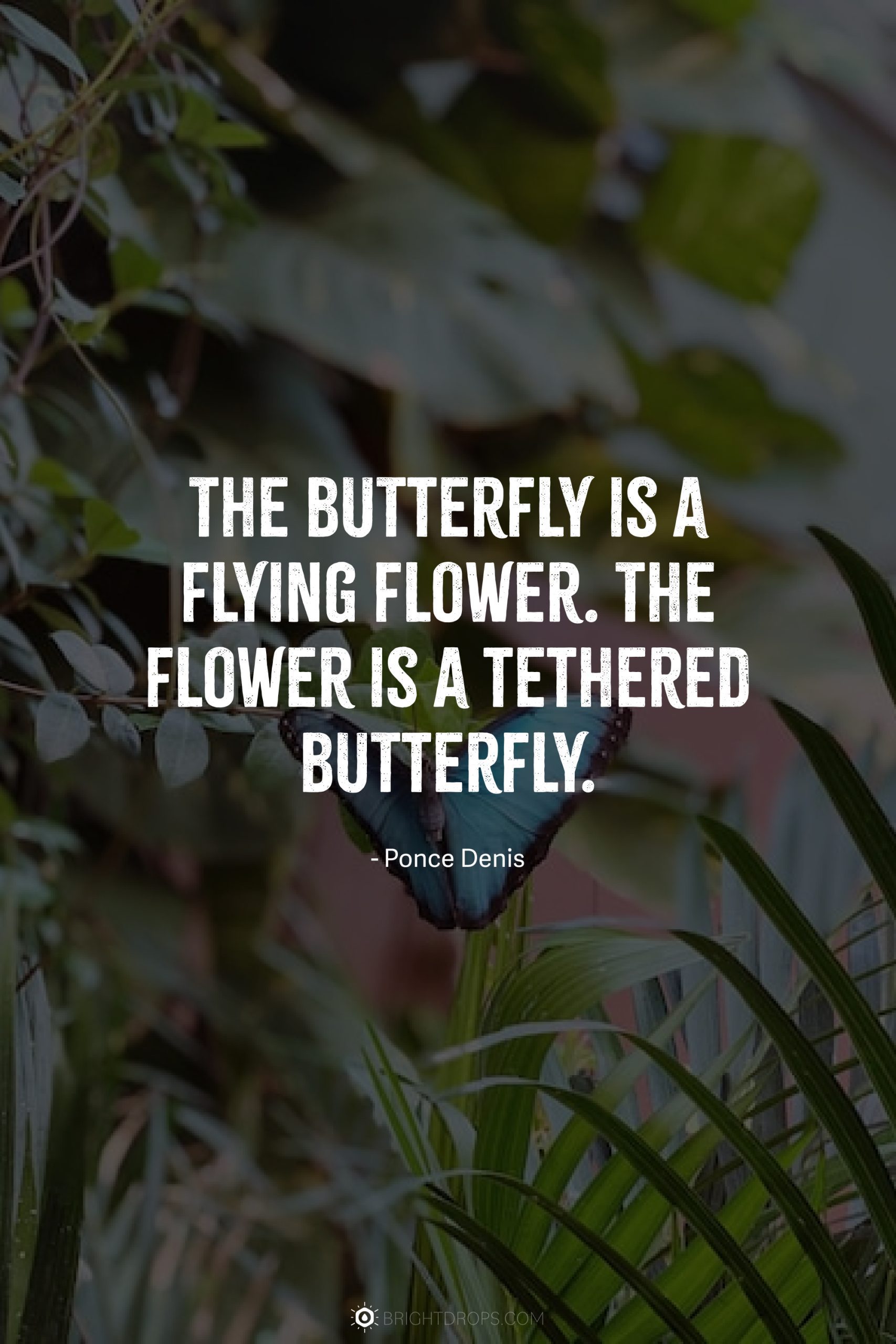 The butterfly is a flying flower. The flower is a tethered butterfly.