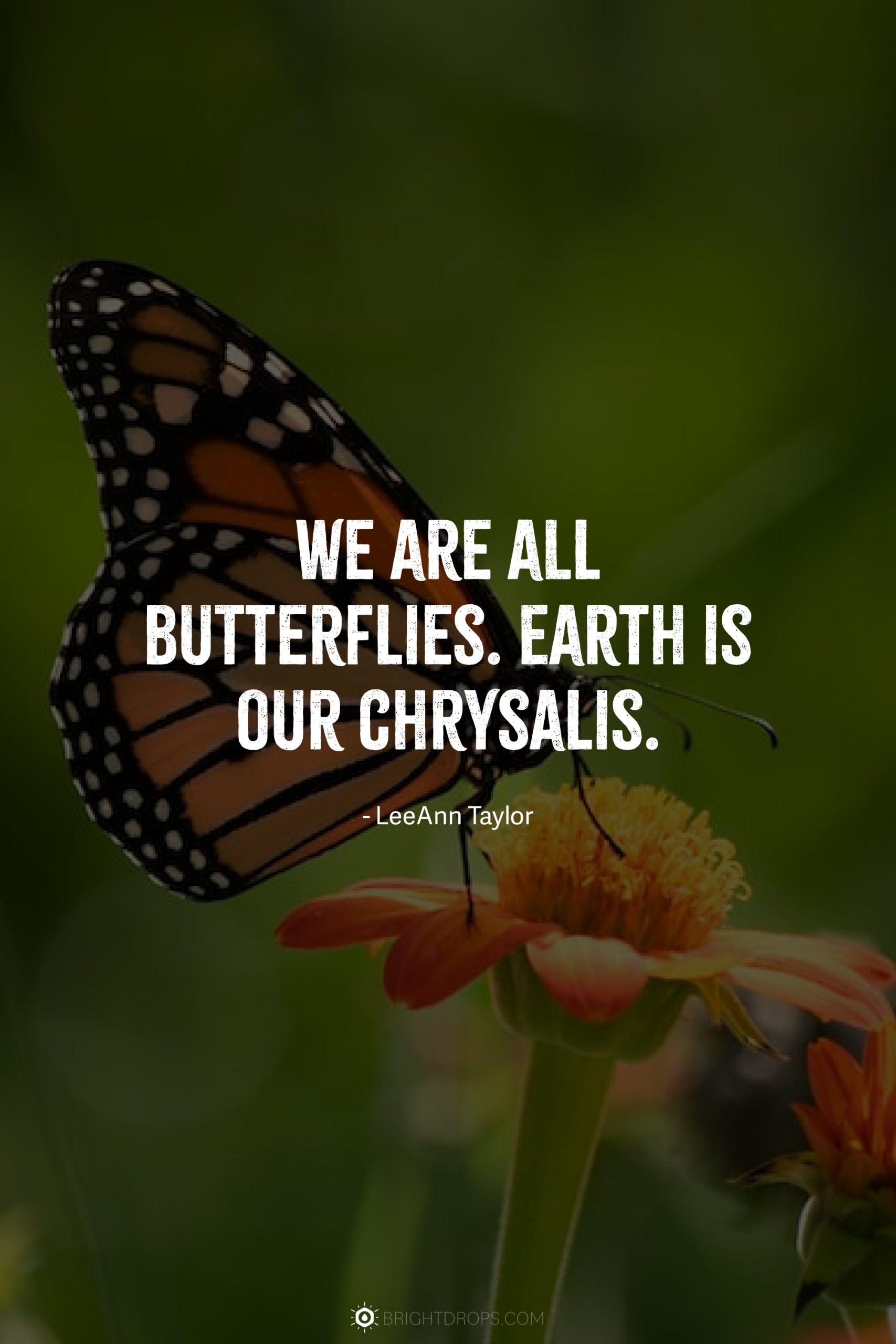 We are all butterflies. Earth is our chrysalis.