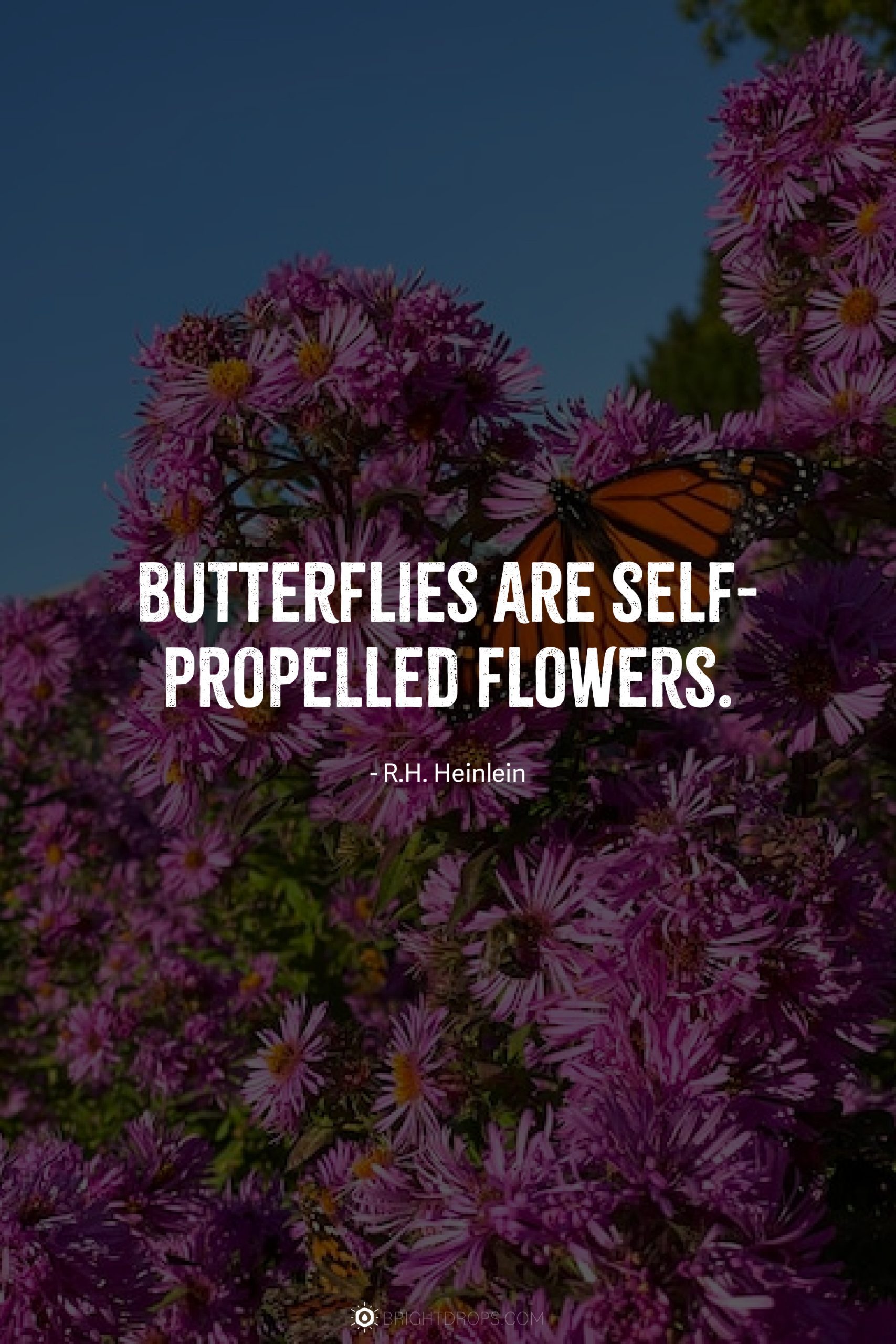 Butterflies are self-propelled flowers.