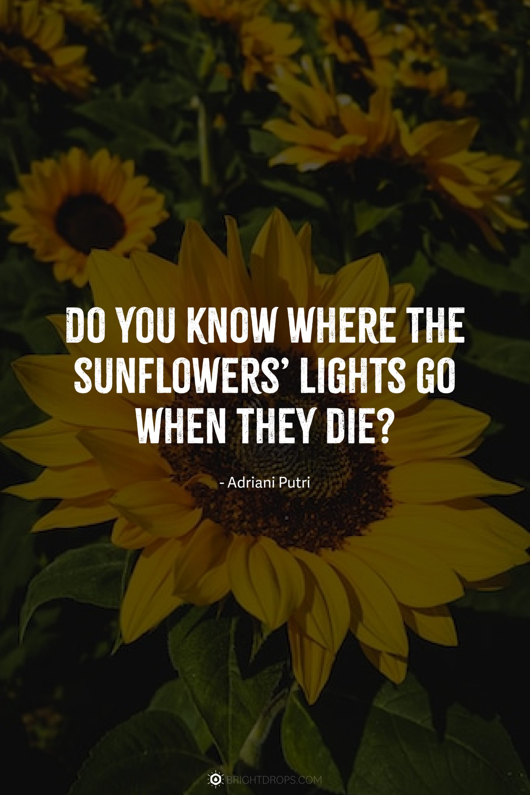 147 Sunflower Quotes for Instagram and Social - Bright Drops