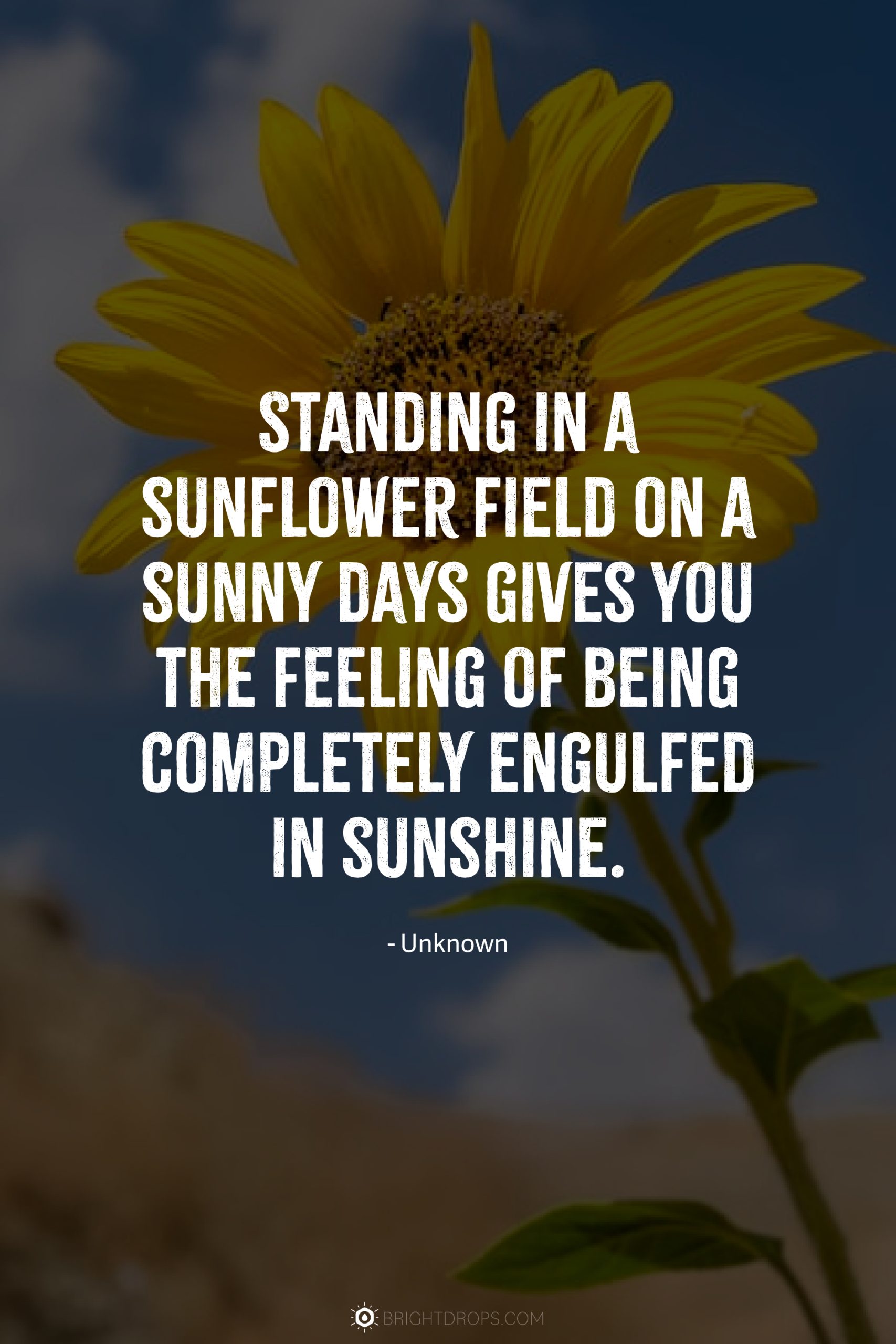 141 Sunflower Quotes for Instagram and Social - Bright Drops