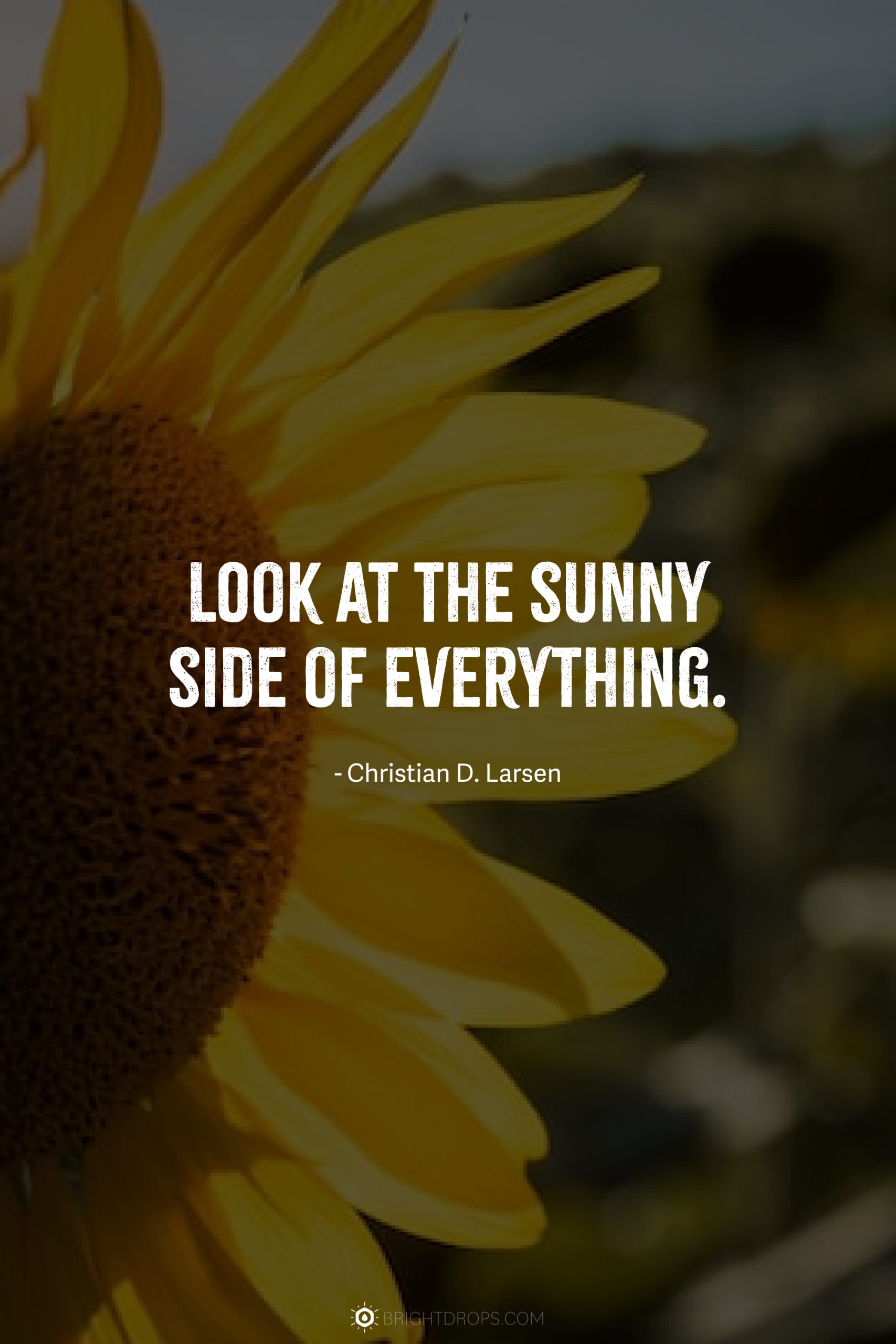 147 Sunflower Quotes for Instagram and Social - Bright Drops