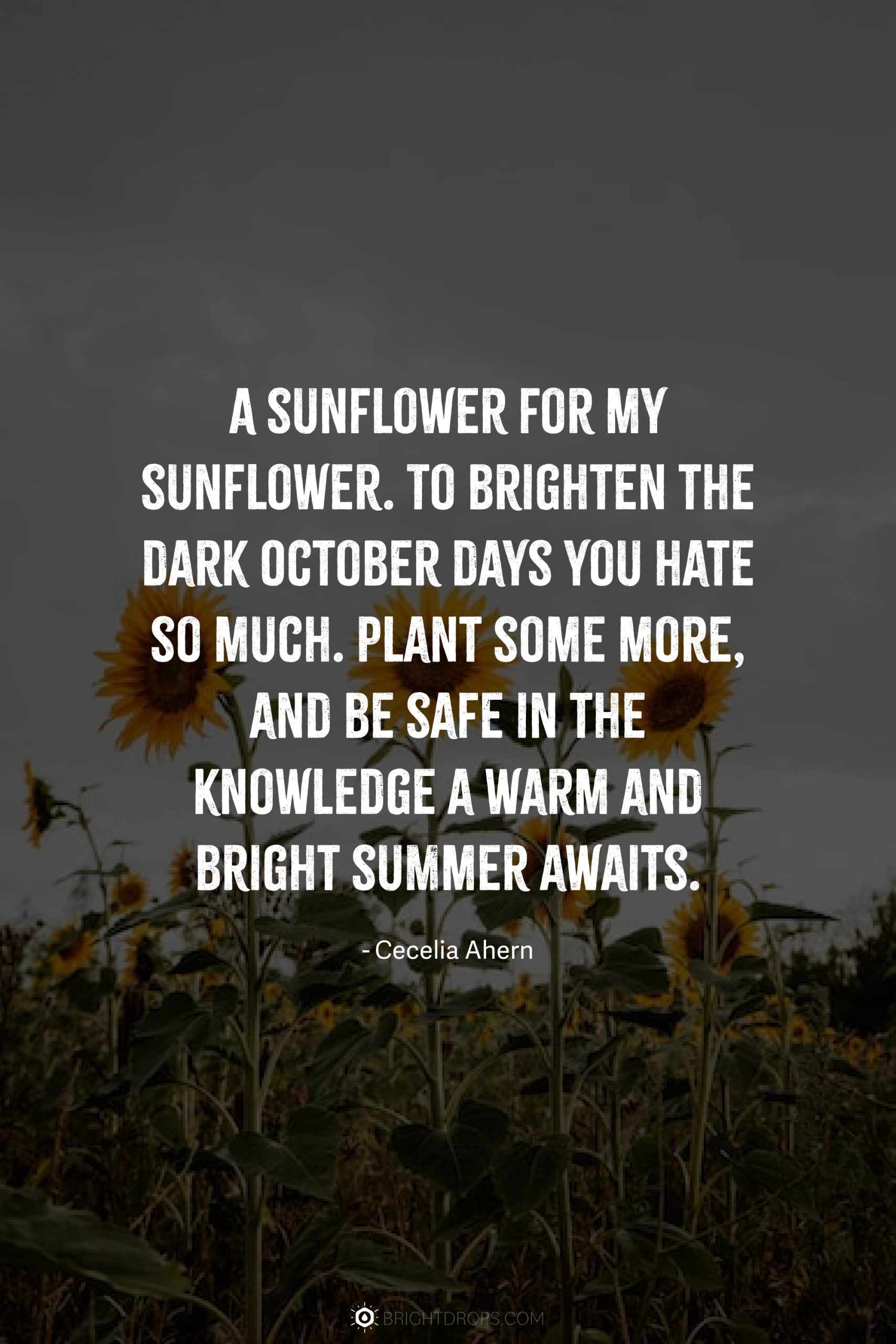 A sunflower for my sunflower. To brighten the dark October days you hate so much. Plant some more, and be safe in the knowledge a warm and bright summer awaits.