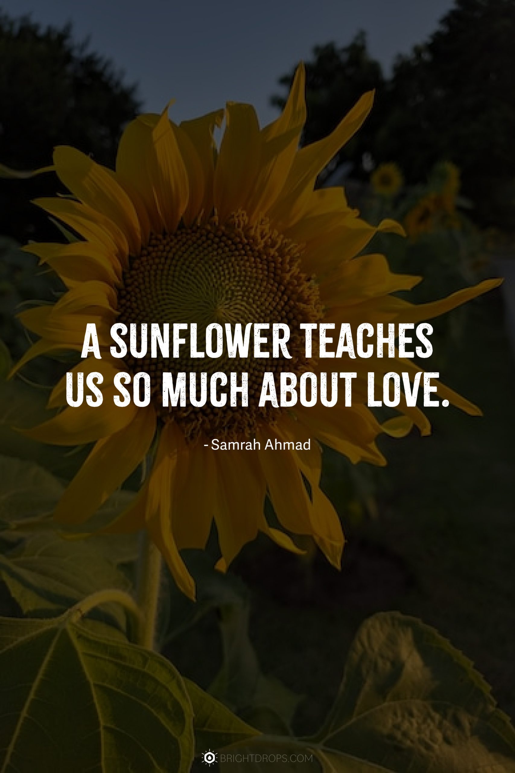 147 Sunflower Quotes for Instagram and Social - Bright Drops