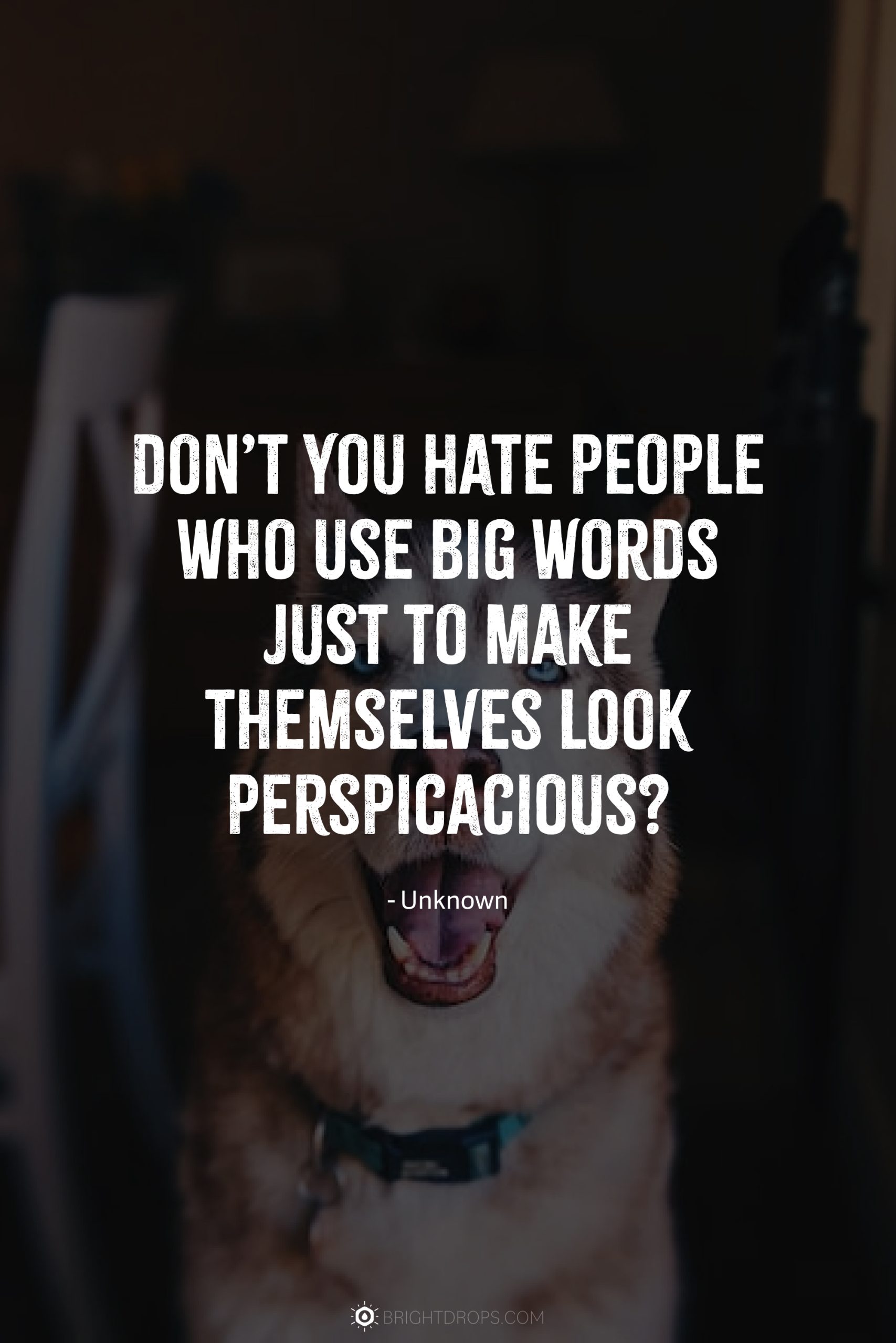 Don’t you hate people who use big words just to make themselves look perspicacious?